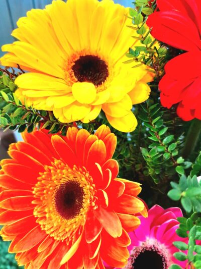 Florero 8 Gerberas 1.3