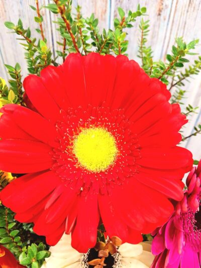 Florero 8 Gerberas 1.5